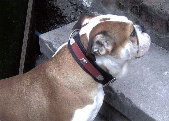 Englische Bulldogge Halsbänder Lederhalsbänder